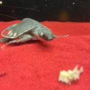 すっぽんもどきの画像