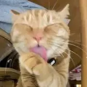 tomoeの画像