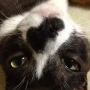 猫次郎