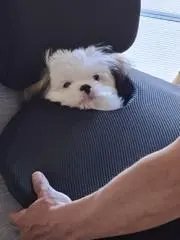 ともちの画像