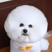 ビタースウィート