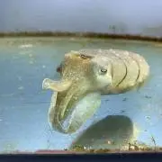 さくの画像