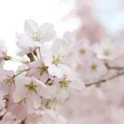 くら