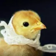 チック