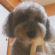 さくら