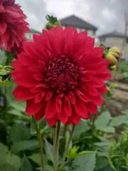 WASABIの画像