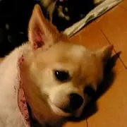 りん