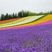 もっちーな。の画像