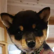 まめ