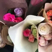 のこの画像