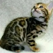 りんりん