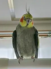 Amyの画像
