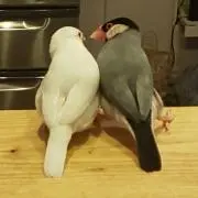 なかなかの画像