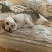 とんとん