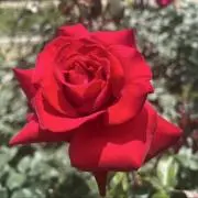 めろ　プロフ必読の画像