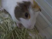 かほりんの画像
