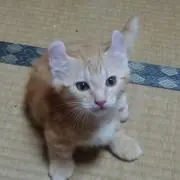 ピクミン