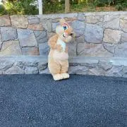あんこ