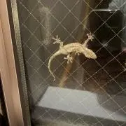 テキサスの画像