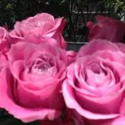 ★カサブランカ★の画像