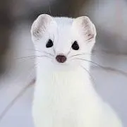 おこじょ⭐︎おまとめ割引いたします⭐︎の画像