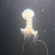0jdmptの画像
