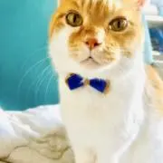 ノルの画像