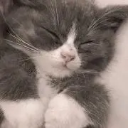 もすの画像