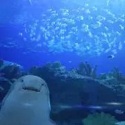 ちゃんちゃんの画像