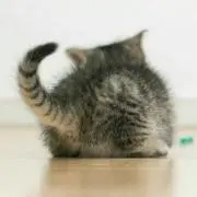 ミクロネコ