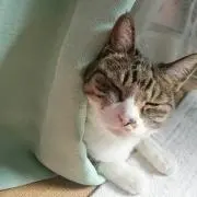 Bunの画像