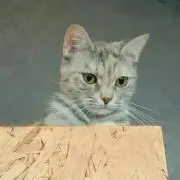 りこなな *ฅ´ω`ฅ*