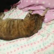おみ