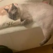 くうの画像