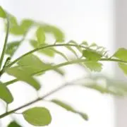 moの画像