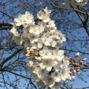 花の画像