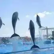 t.tの画像