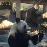 タケの画像