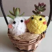 しーぴ