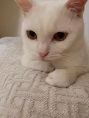 HAKU