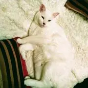 しろうさぎの画像