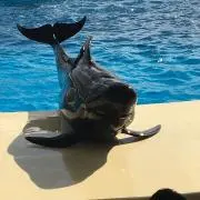 とんこつの画像