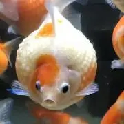 しのぉ〜