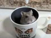 Chocomintouの画像