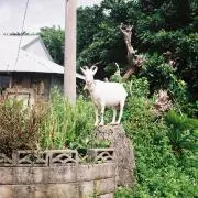 タタ（売る時もプロフも読んでね）の画像