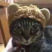 ねこのティガー☆プロフ見てね☆の画像