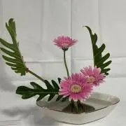 Sanaの画像