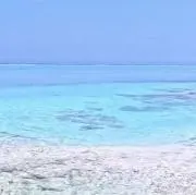 シナの画像