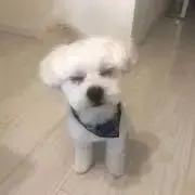 れいか