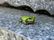 ぴかる